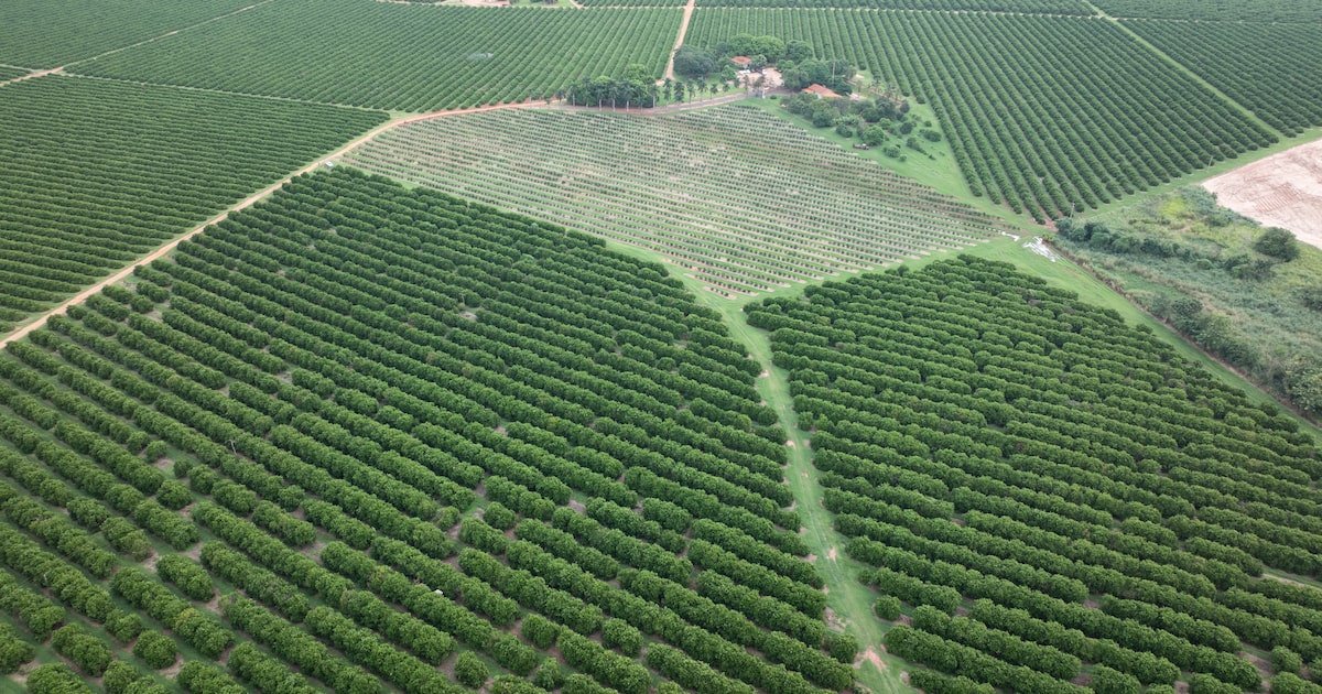 Laranja paulista migra para outros Estados para escapar de praga; novas áreas investem em controle